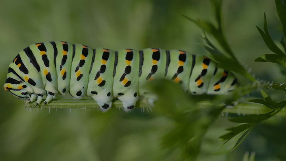 Closeup of a Zebra Swallowtail Butterfly Caterpillar on dill, a host plant