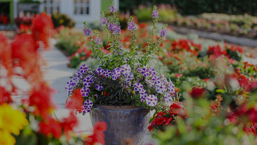 Container Garden with Ornamental Pepper, blue-and-white Petunia, and Blue Angelonia on concrete walkway in garden with red and yellow flowers.