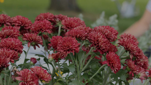 Chrysanthemums Add Fall Style