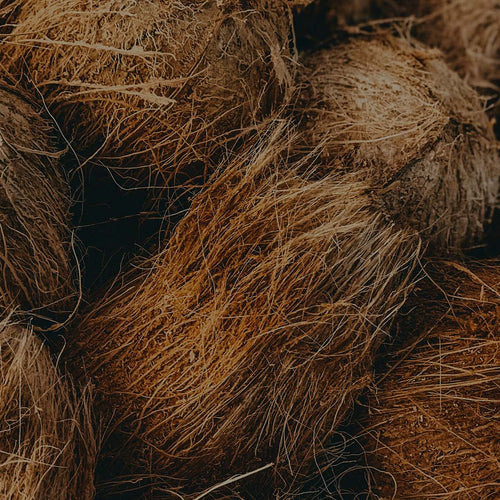 Closeup shot of coconuts to be used to make coir, a sustainable soil alternative