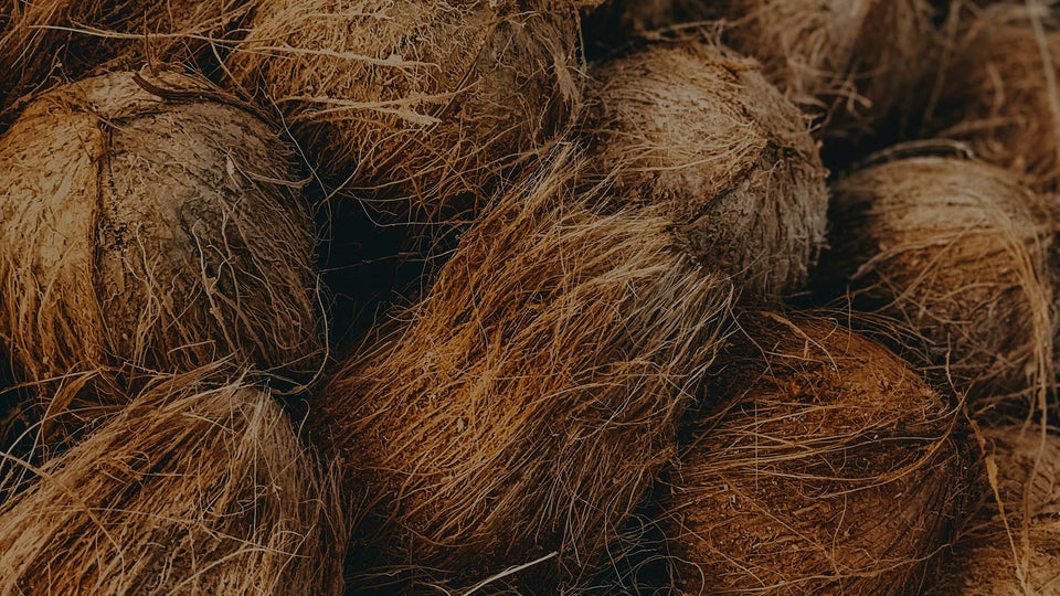 Closeup shot of coconuts to be used to make coir, a sustainable soil alternative
