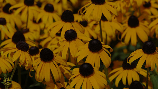 Closeup of field of yellow Black-Eyed Susan (Rudbeckia) in fall at Costa Farms