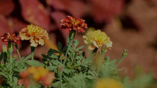 Closeup of three yellow-orange annual French Marigolds in Costa Farms trial garden