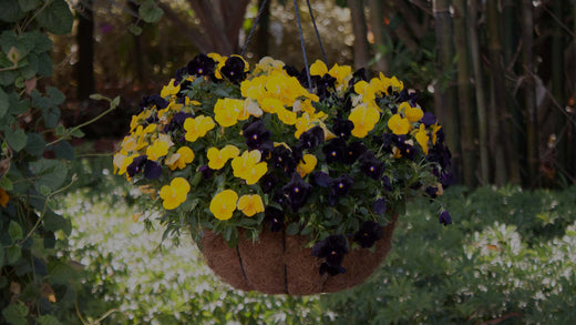 Fall hanging basket with black and yellow pansies in the Costa Farms Trial Garden for autumn decoration