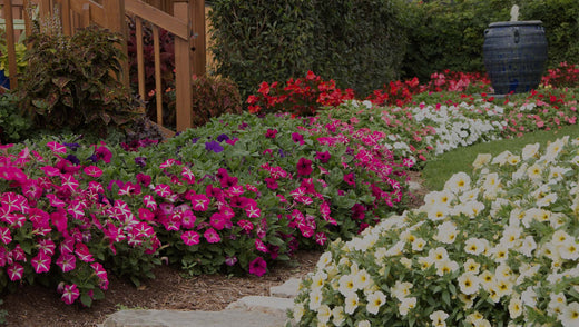 Spring garden with pink and yellow Petchoa next to a flagstone pathway, patch of green lawn, a wood deck, and a blue fountain with water