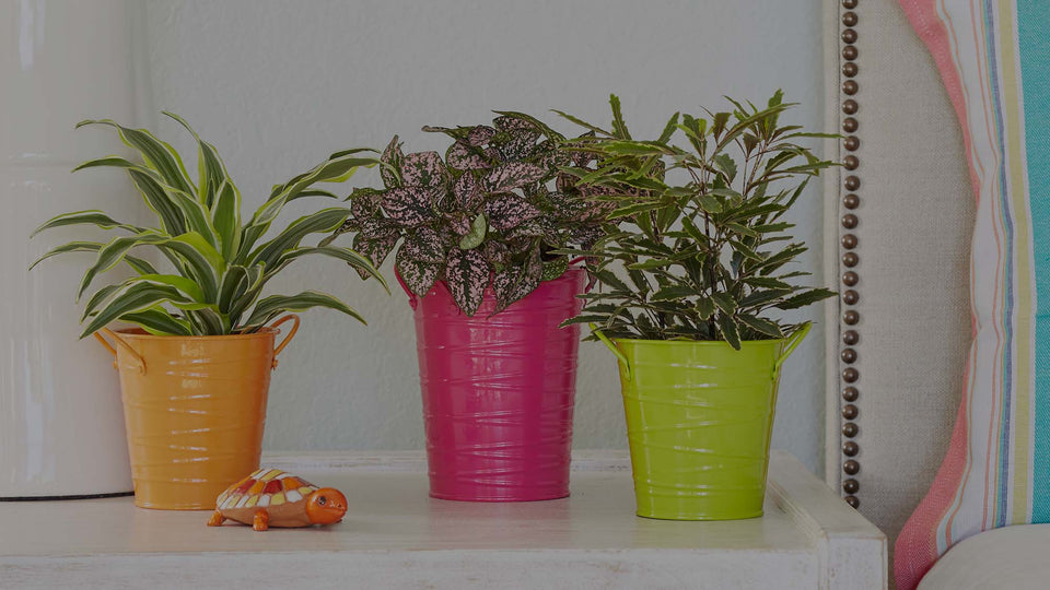 Variegated Lemon Lime Draceana, pink Polka Dot plant, and variegated False Aralia houseplants on nightstand in bedroom