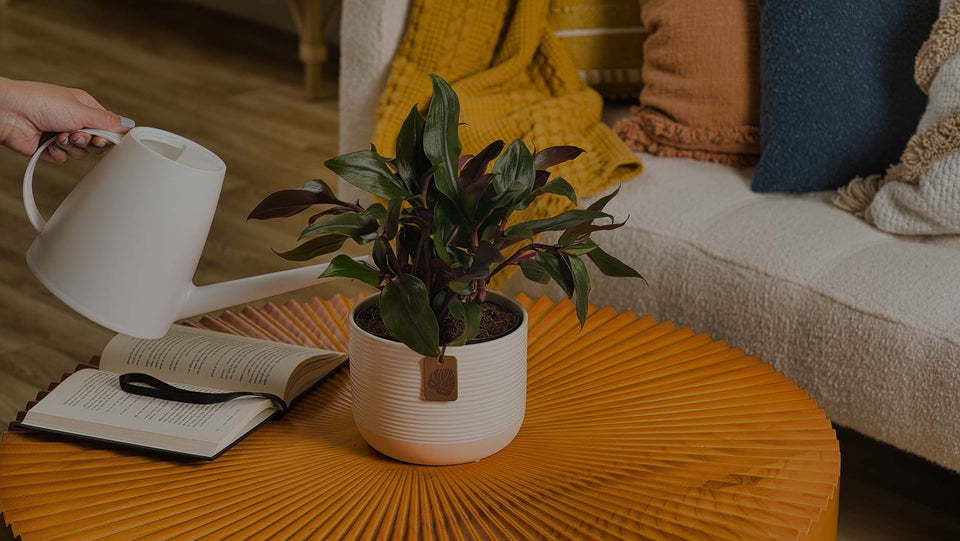 Hand watering Tradescantia Roxxo with a white watering can; plant in a white ceramic container on an orange side table in a living room with an open book