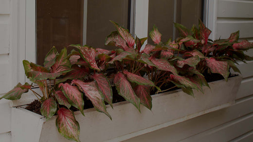 Red Caladiums in white windowbox planter in front of a window on a white house