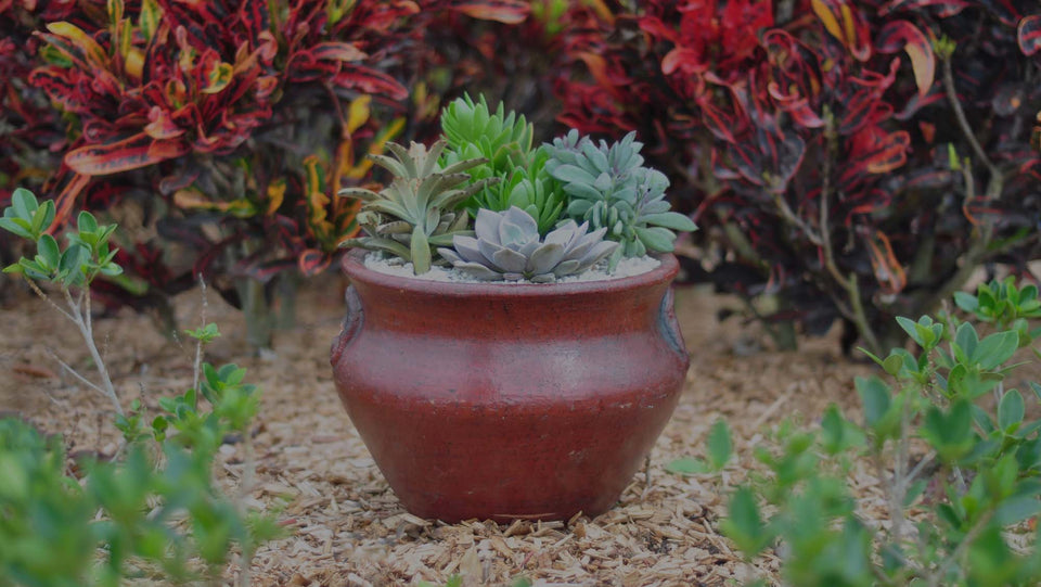 Red terra cotta container in a garden filled with succulents like Echeveria, Crassula, Kalanchoe, and Senecio