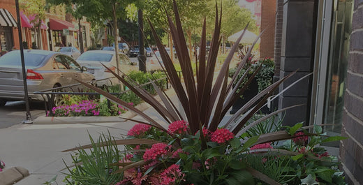 Container Garden on Chicago city street with Cordyline, pink Pentas, and Variegated Ivy
