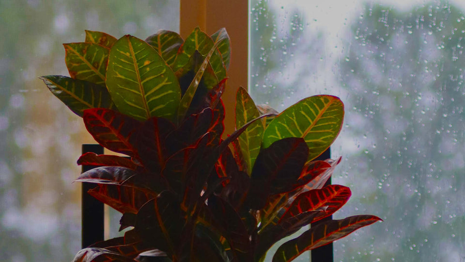 Variegated Croton Petra showing off red, orange, yellow, and green colors in a windowsill