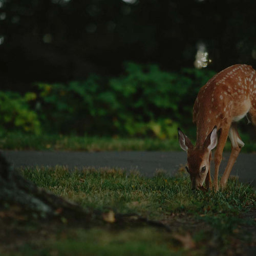 Deer eating grass in a front yard landscape 