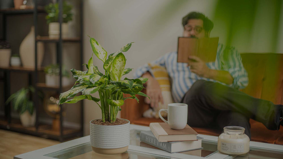 Dieffenbachia in a white plastic planter in a living room on a glass coffee table with a man reading in the background