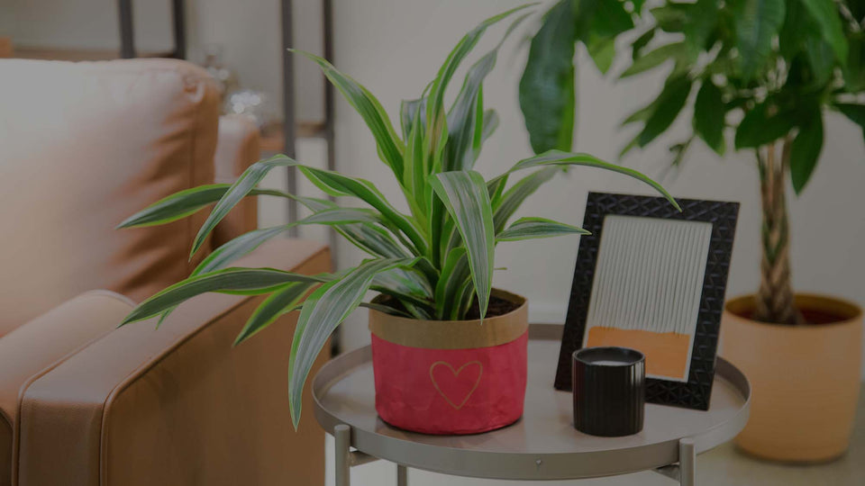 Dracaena Lemon Lime houseplant in a pink pot on a metal side table in a living room