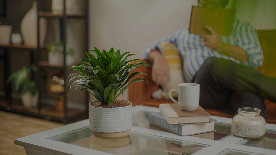 Green Dracaena Janet Craig in a stylish white plastic planter on a glass coffee table in a living room