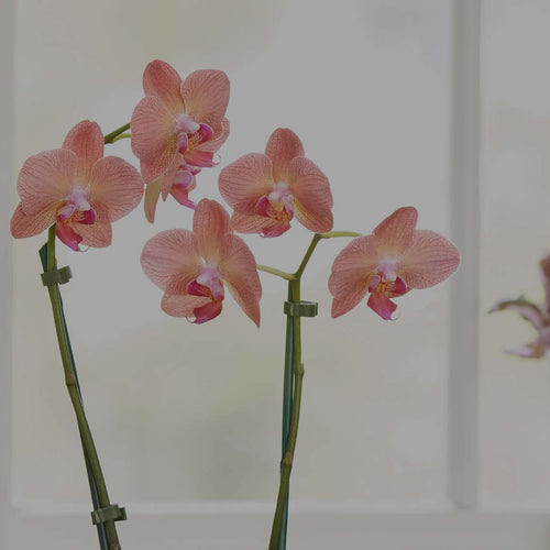 Closeup of salmon-color Phalaenopsis orchid flowers in kitchen in front of a window with variegated Hemigraphis on the window sill