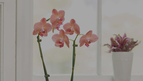 Closeup of salmon-color Phalaenopsis orchid flowers in kitchen in front of a window with variegated Hemigraphis on the window sill