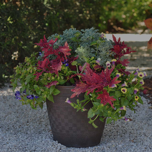 Container garden with red coleus, yellow and blue torenia, and silver artemisia on a white gravel path in a tropical garden