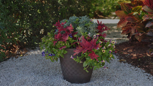 Container garden with red coleus, yellow and blue torenia, and silver artemisia on a white gravel path in a tropical garden