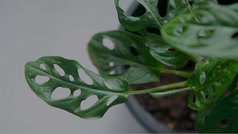 Closeup of Monstera adansonii leaves showing fenestrations