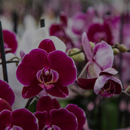 Mid-range shot of a field of purple and white Phalaenopsis orchids at Costa Farms