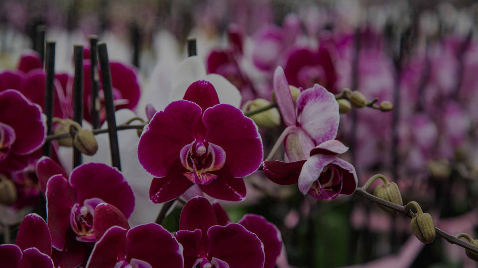 Mid-range shot of a field of purple and white Phalaenopsis orchids at Costa Farms