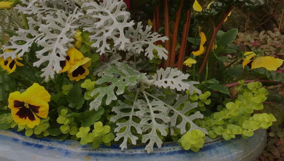 Tight shot of a spring container garden with dusty miller, yellow pansy, and creeping jenny (lysimachia) in a blue ceramic pot