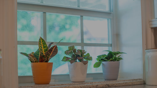 Three Exotic Angel Plants in ceramic pots on a windowsill - Croton Petra, Fittonia Juanita, and Moon Valley Friendship plant
