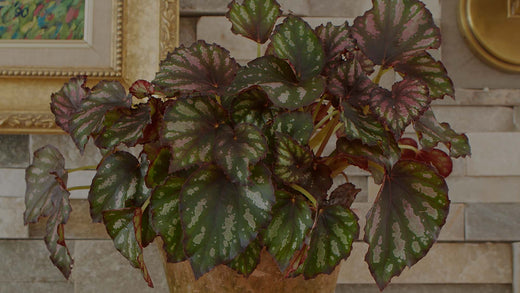 Closeup of variegated Begonia rex Rumba against a stone wall on a fireplace mantle