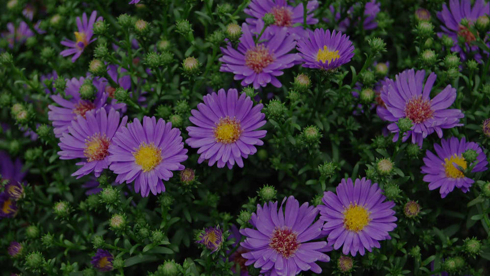 Closeup of purple-flowering Aster 'Believer' a fall-blooming perennial garden flower