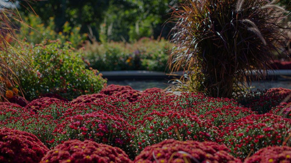 Fall garden with purple chrysanthemums, purple fountain grass, and gravel walkway in background