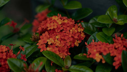 Closeup of orange-flowering Ixora Maui Orange at Costa Farms