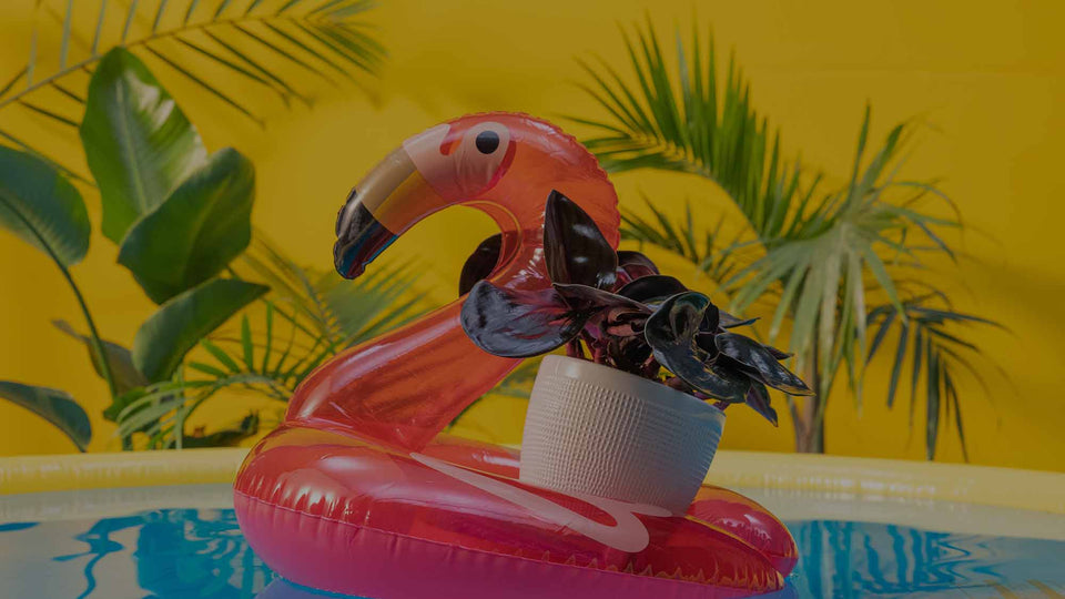 Purple Geogenanthus ciliatus in a tan ceramic pot sitting in a pink flamingo pool floatie in a swimming pool in front of a yellow wall