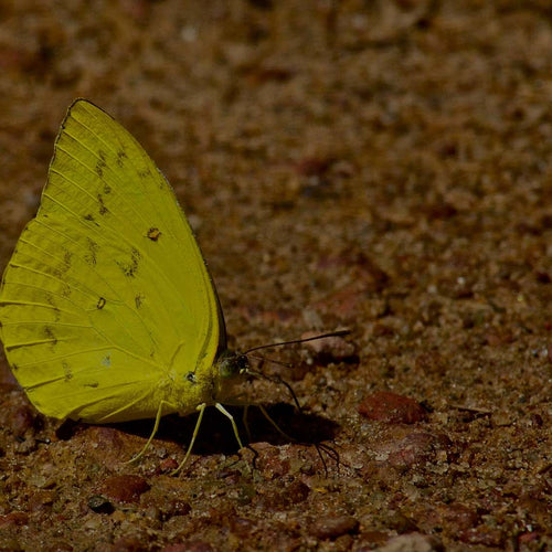Yellow Butterfly in Garden Drinking Water from Wet Sand