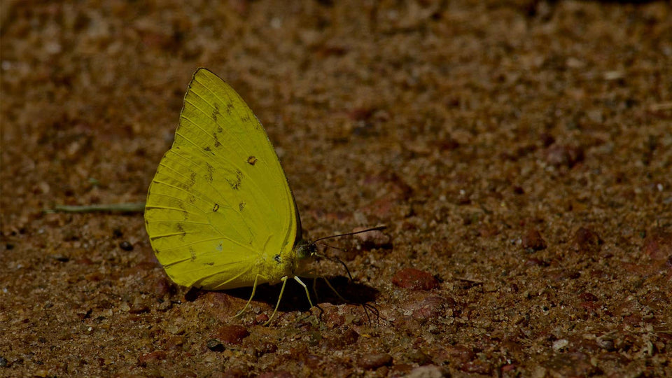 Yellow Butterfly in Garden Drinking Water from Wet Sand