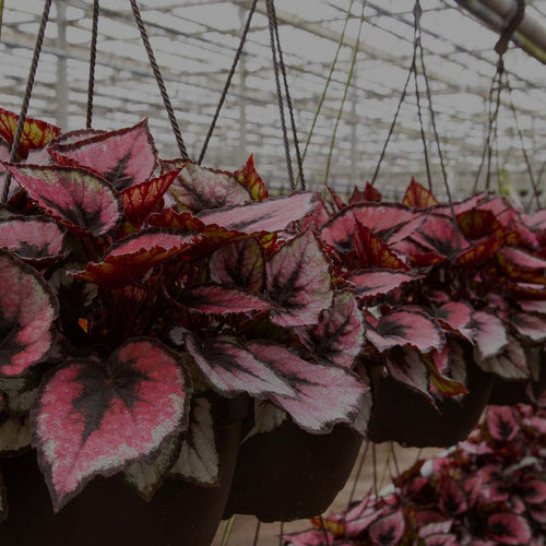 Lines of Red Tango Rex Begonias hanging baskets in greenhouse at Costa Farms