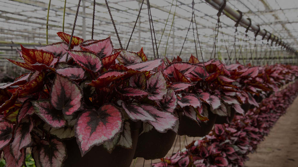 Lines of Red Tango Rex Begonias hanging baskets in greenhouse at Costa Farms
