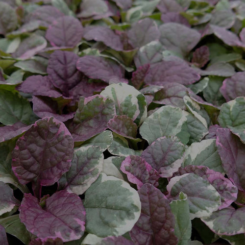 Closeup of Ajuga Burgundy Glow, a perennial groundcover with green leaves variegated in white and purple