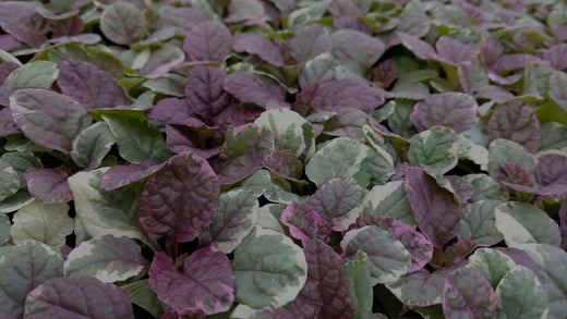 Closeup of Ajuga Burgundy Glow, a perennial groundcover with green leaves variegated in white and purple