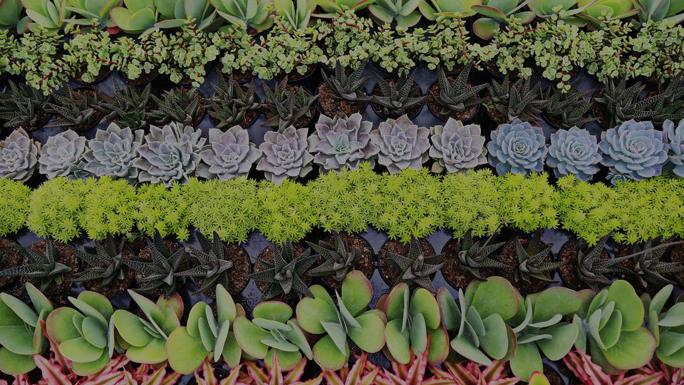 Rows of low-water succulents -- including Kalanchoe thyrisiflora, Portulacaria afra, Echeveria, Sedum, Haworthia, and Pink Cryptanthus --- at Costa Farms