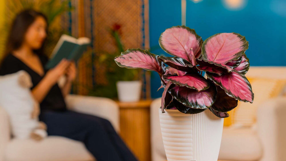 Pink Star Calathea in a self-watering planter in a living room with a woman reading a book