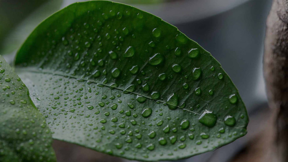 Closeup of a clean, shiny houseplant leaf with droplets of water on it