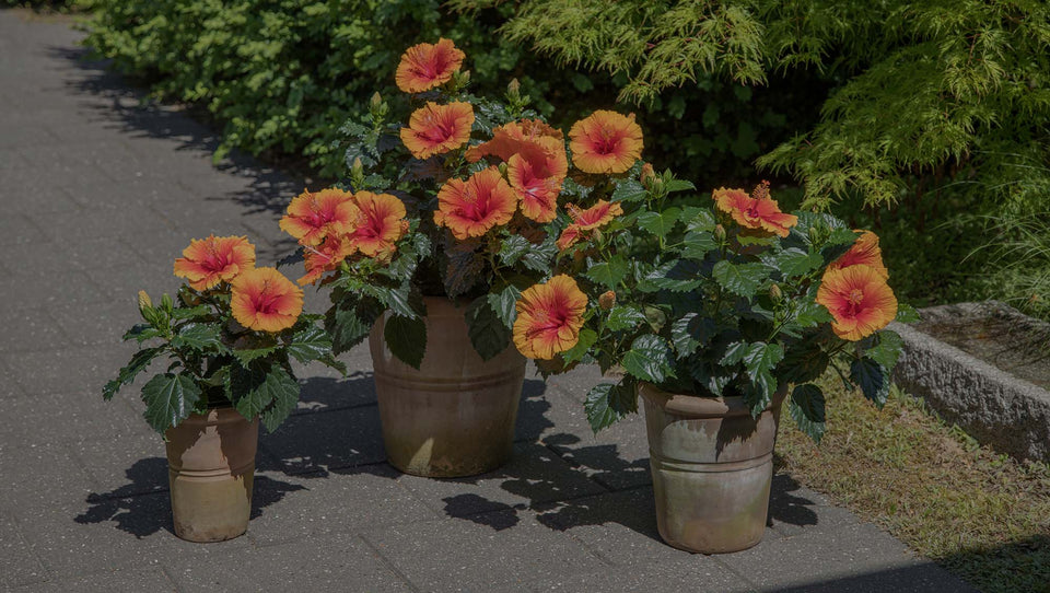Red-and-orange Tropical Hibiscus on Patio