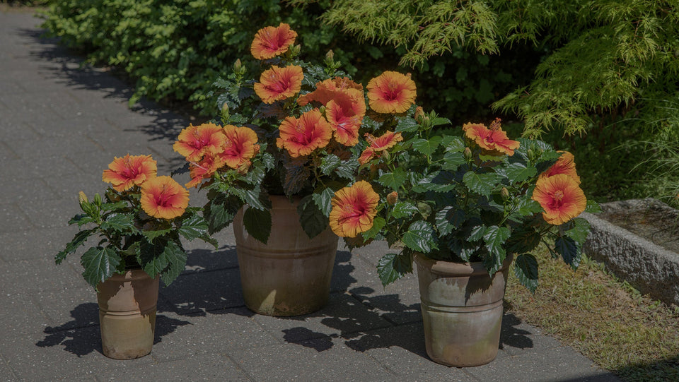 Tropical Hibiscus HibisQs Apollo Garden in clay pots on walkway in front of a Japanese maple 