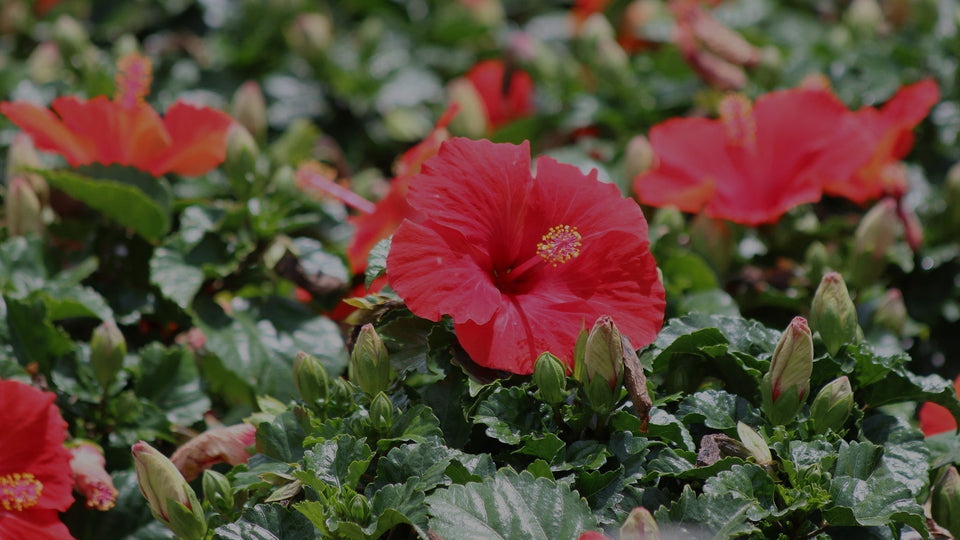 Field shot of red tropical hibiscus (hibiscus rosa-sinensis) with several open flowers