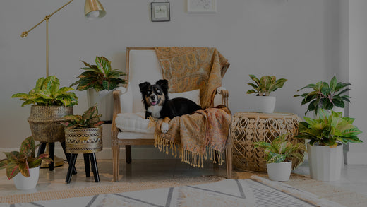 Photo of living room with a variety of Aglaonema houseplants and a white chair with a dog with blue eyes sitting on it