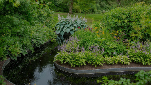 Shaded perennial garden with stream and many hostas, Japanese maple, Daylily, Astrantia, and other perennial plants