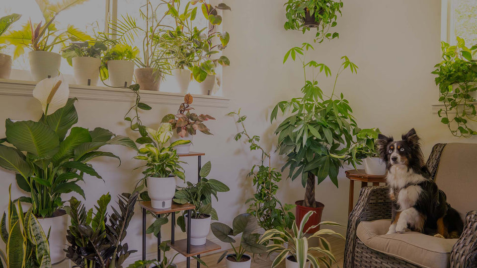 Bedroom with lots of houseplants, including Peace Lily, Money Tree, Pink Princess Philodendron, Raven ZZ, Dracaena, Alocasia, Philodendron Ring of Fire, Philodendron Golden Crocodile, and other houseplants
