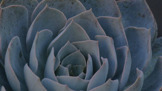 Closeup of Echeveria succulent houseplant with blue-gray leaves