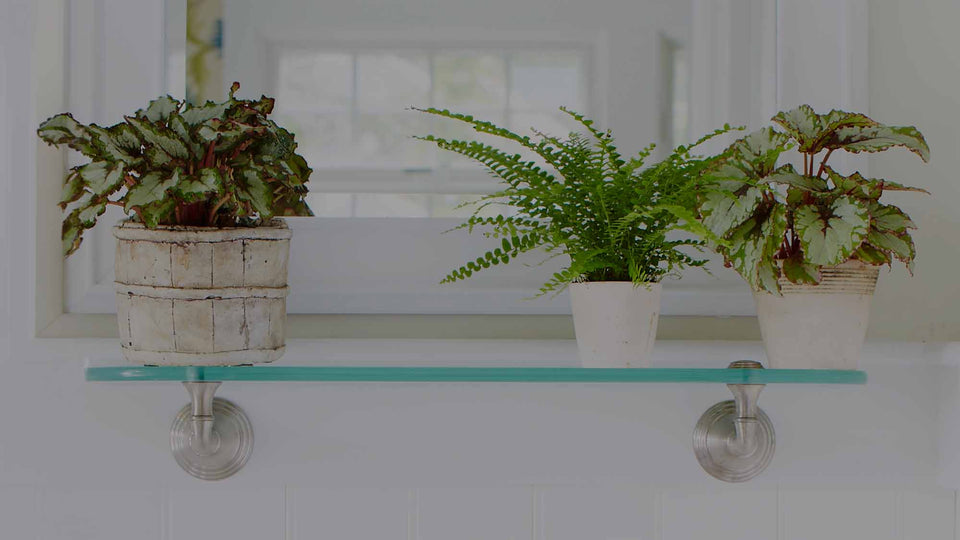 Glass bathroom shelf with Rex Begonias houseplants and Lemon button fern in rustic, handmade pots